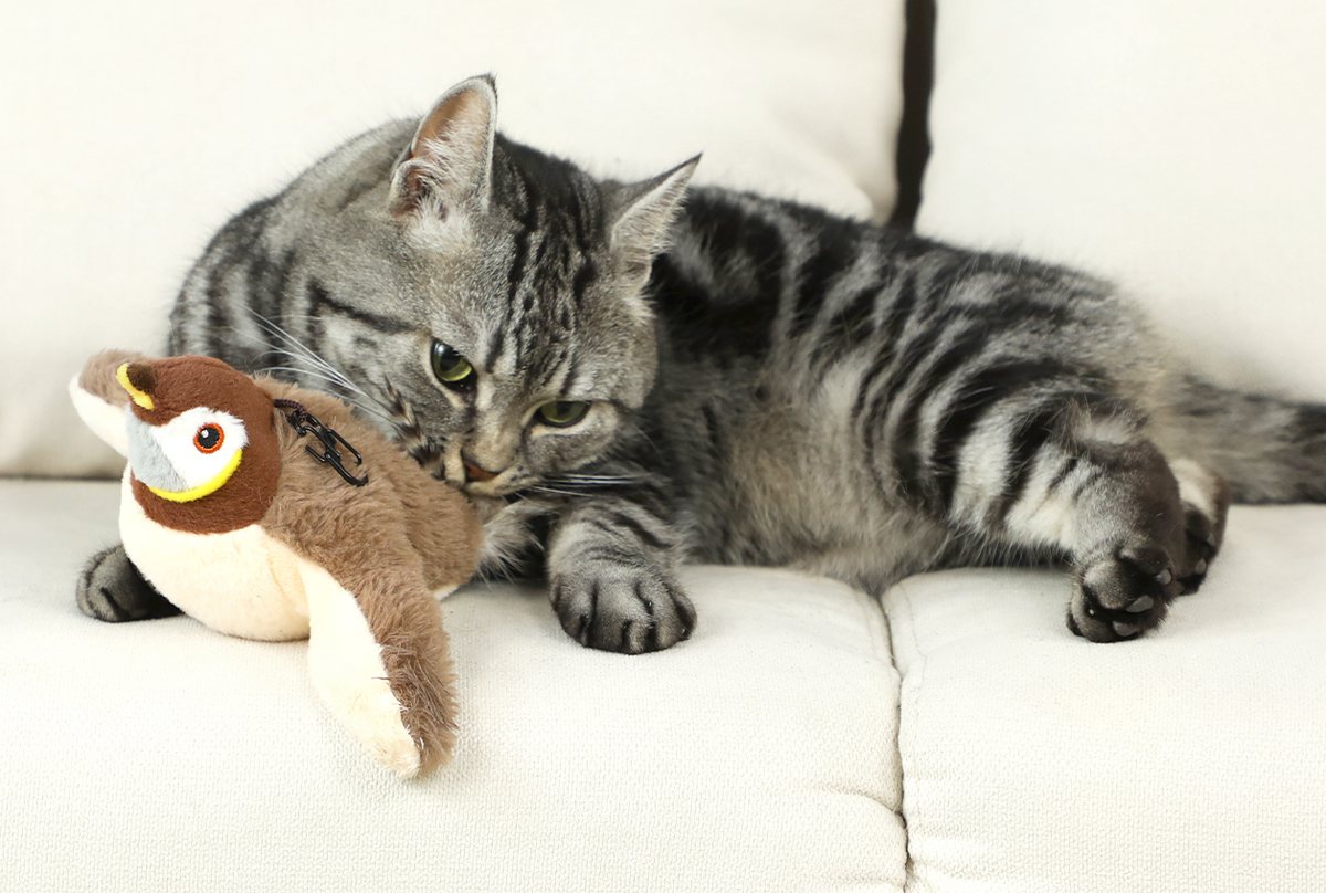 Tabby cat on a sofa sniffing Chirpy
